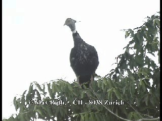 Southern Screamer - ML200877351