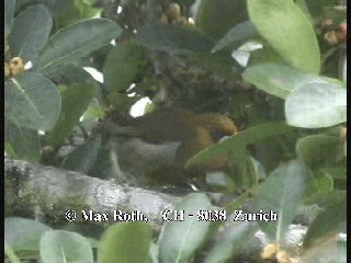 Prong-billed Barbet - ML200877401