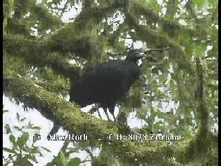 Black Guan - ML200877521