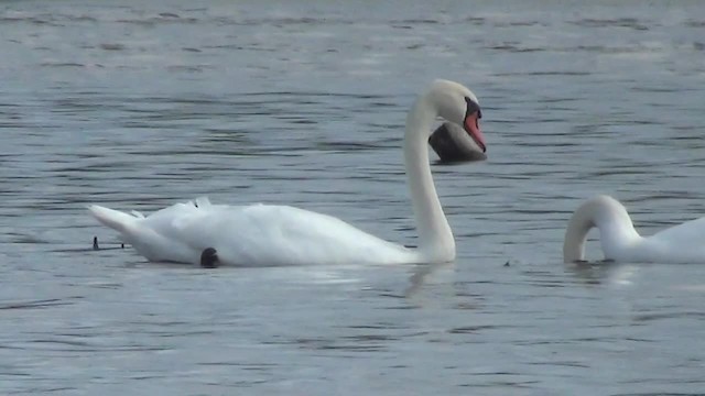 Cygne tuberculé - ML200878361