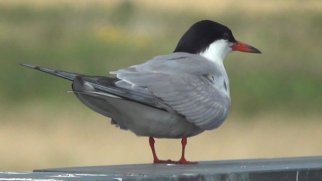 Sterne pierregarin (hirundo/tibetana) - ML200878421