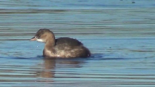 カイツブリ（ruficollis グループ） - ML200878451