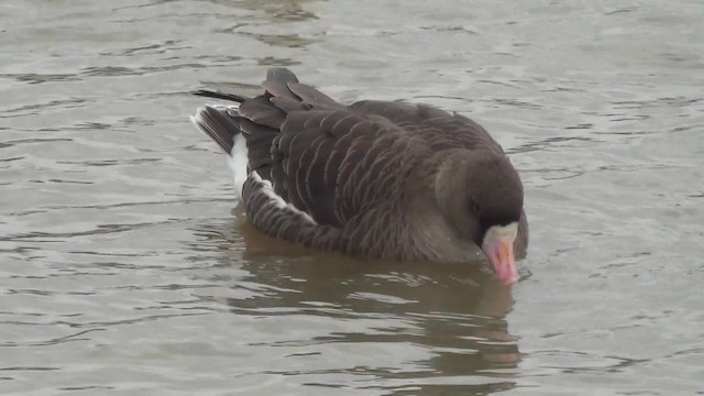 Greater White-fronted Goose - ML200878471