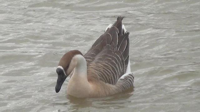 Swan Goose - ML200878481