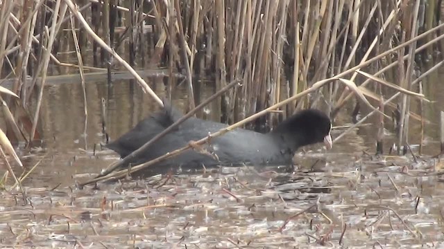 Eurasian Coot - ML200878491