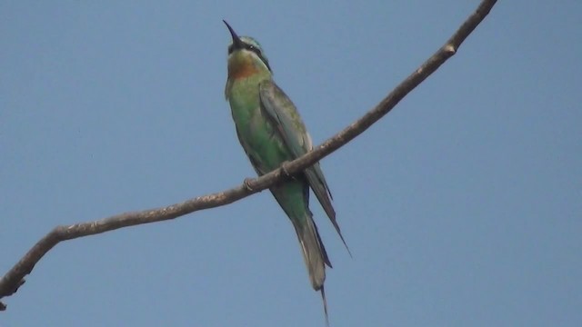 Blue-cheeked Bee-eater - ML200878601