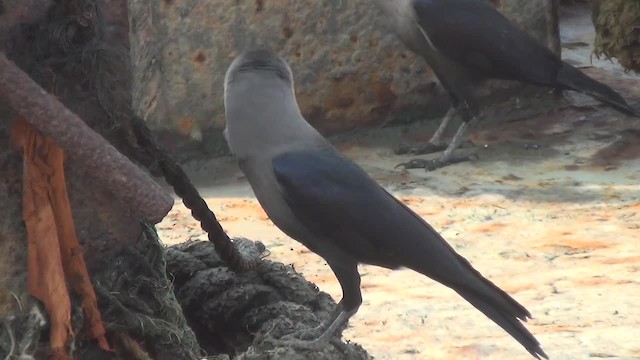 House Crow - ML200878631