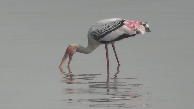 Painted Stork - ML200878641