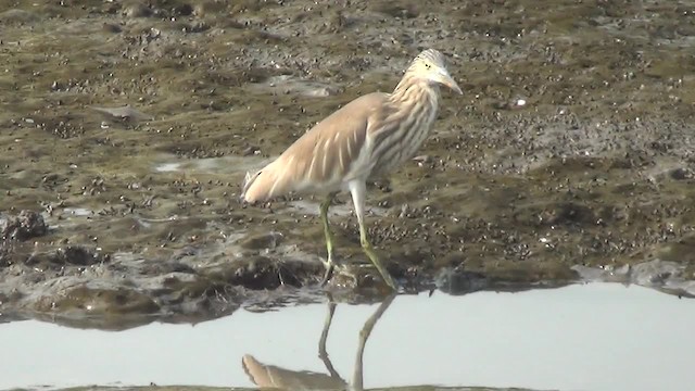 Indian Pond-Heron - ML200878701