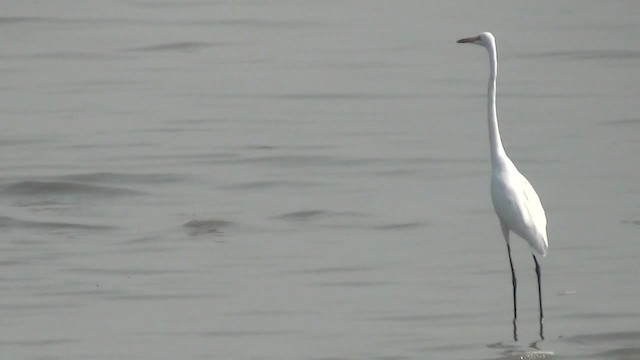 Great Egret - ML200878731