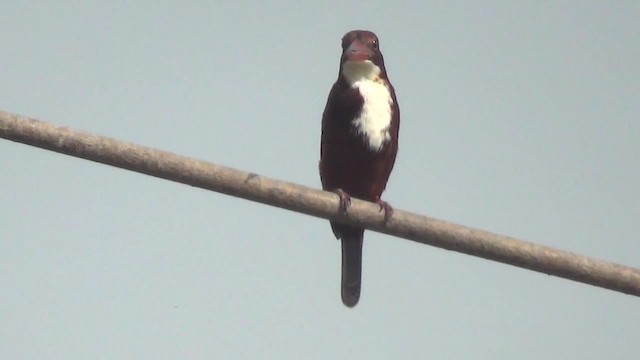 White-throated Kingfisher - ML200878741