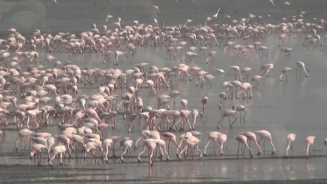 rosenflamingo - ML200878751