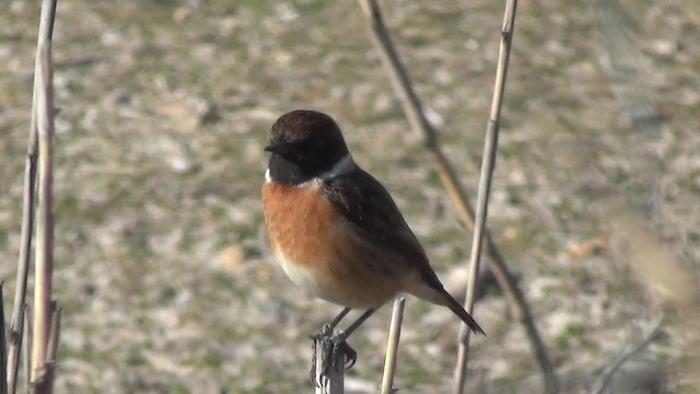 European Stonechat - ML200878781