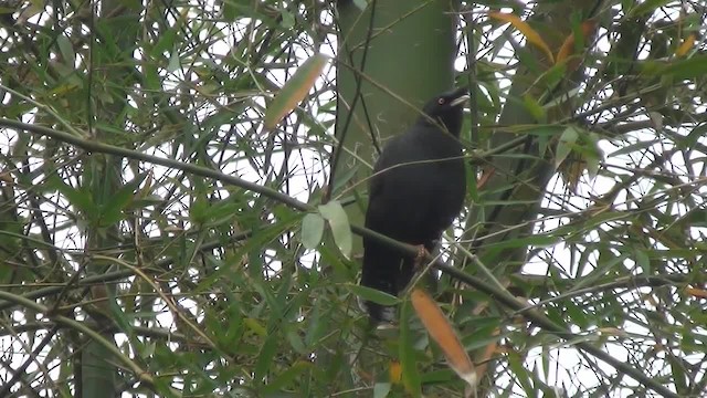 Crested Myna - ML200878801