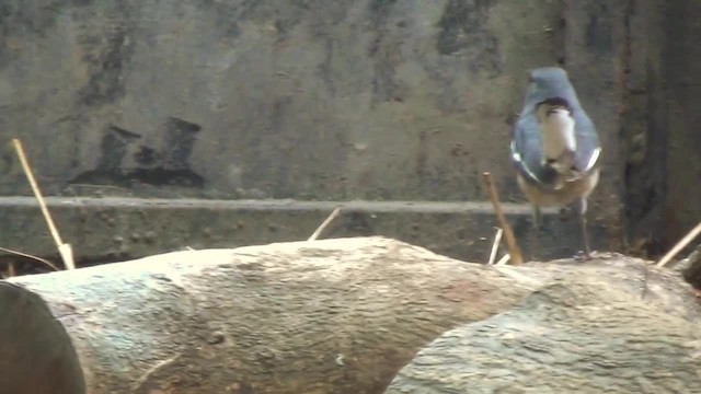 Oriental Magpie-Robin (Oriental) - ML200878871
