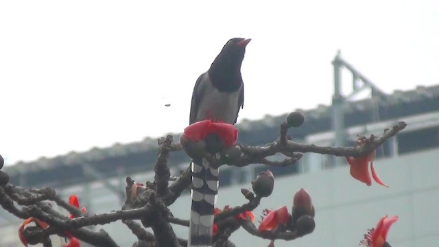 Red-billed Blue-Magpie - ML200878991