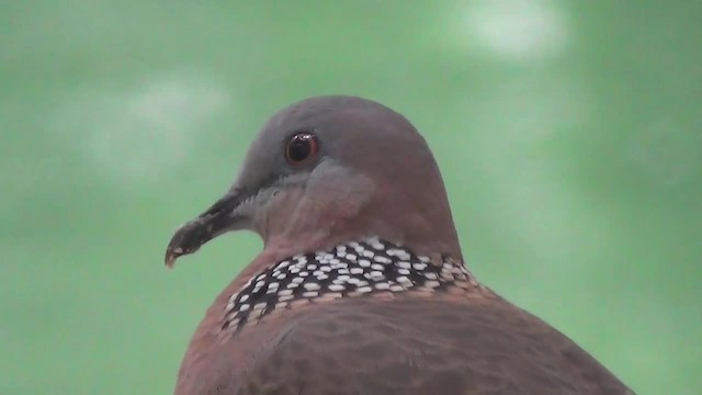 カノコバト（chinensis／tigrina） - ML200879011