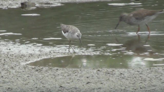 damsnipe - ML200879021