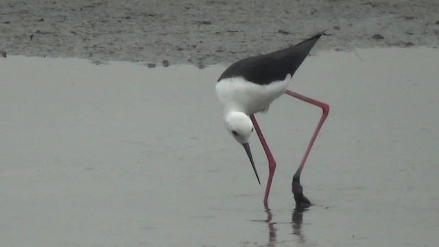 Black-winged Stilt - ML200879031