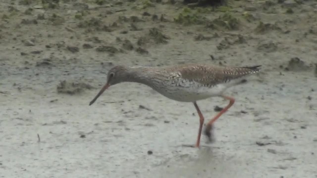 rødstilk - ML200879041