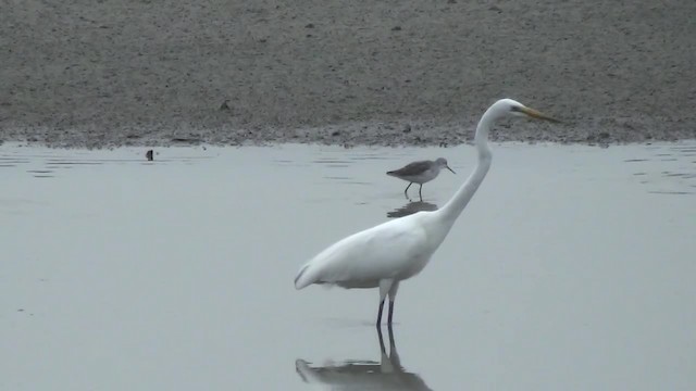 egretthegre (modesta) - ML200879051