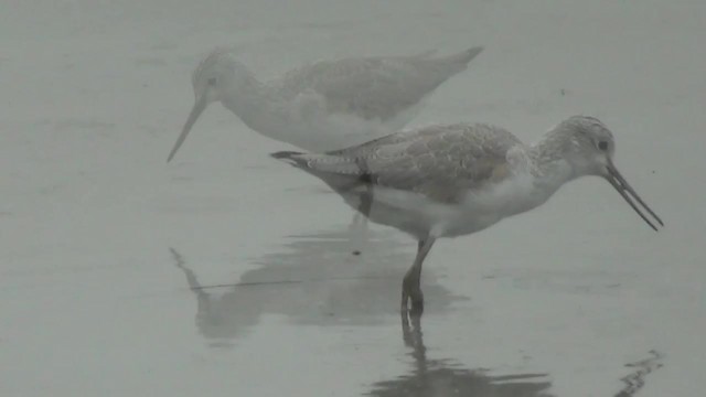 gluttsnipe - ML200879071