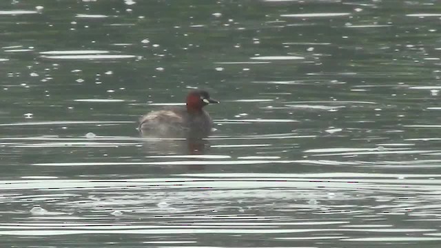 Little Grebe (Little) - ML200879081