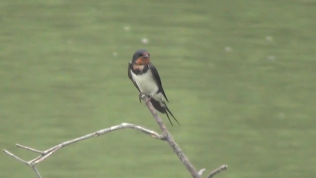 Barn Swallow (Buff-bellied) - ML200879091