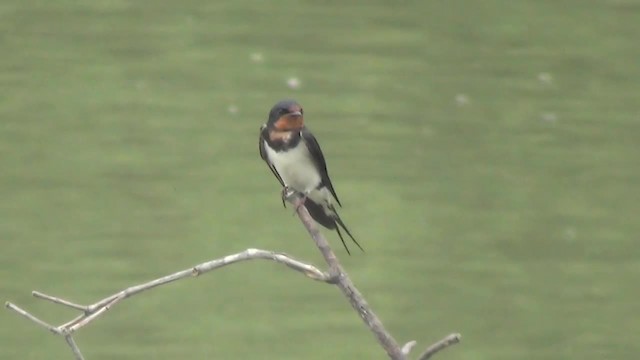 Hirondelle rustique (gutturalis/mandschurica) - ML200879091