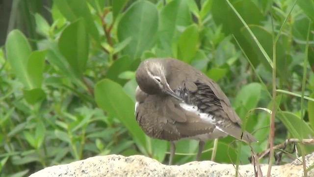 Common Sandpiper - ML200879101