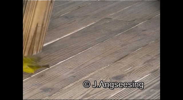 סבכון צהוב/סבכון מנגרובים - ML200879171