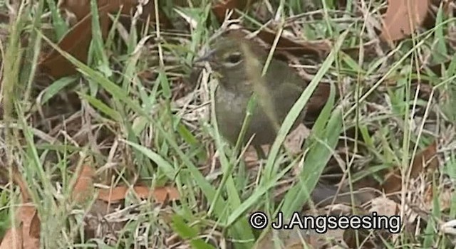 Yellow-faced Grassquit - ML200879181