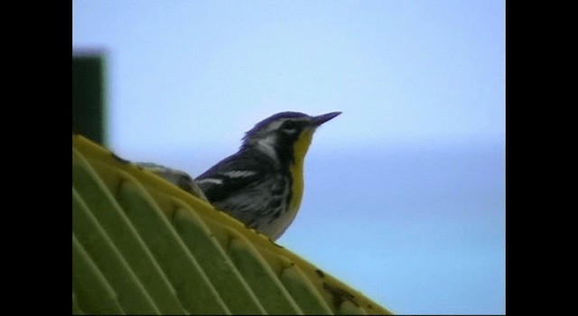 Reinita Gorjiamarilla - ML200879201