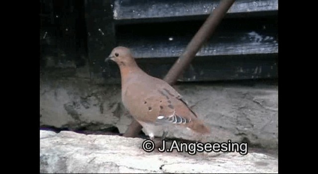 Zenaida Dove - ML200879221