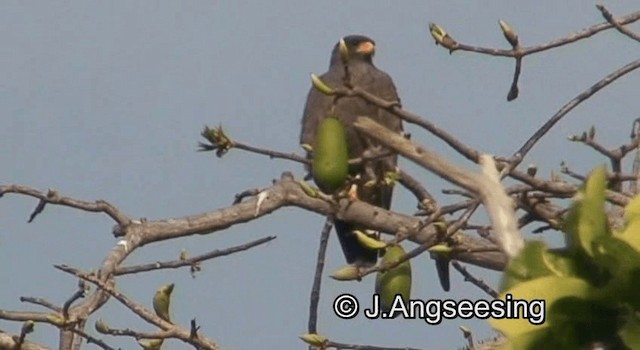 Cuban Black Hawk - ML200879301