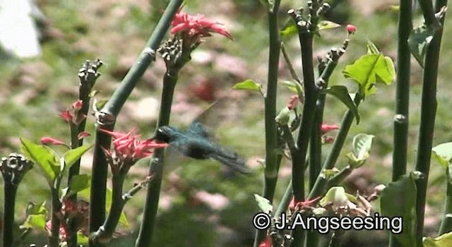 Kubasmaragdkolibri - ML200879321