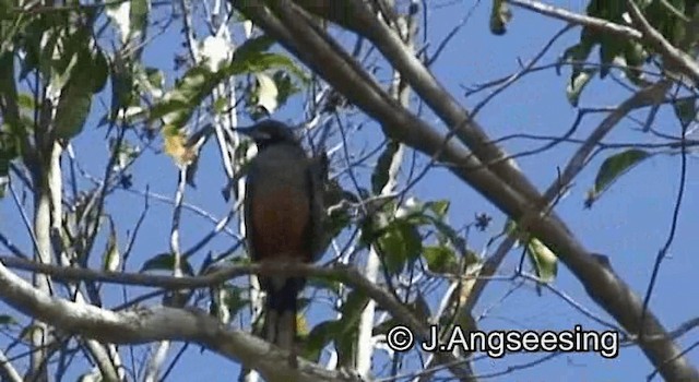 Western Red-legged Thrush (Rusty-bellied) - ML200879541