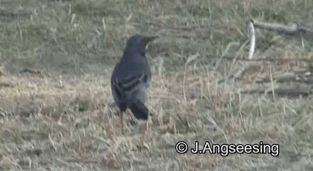 Western Red-legged Thrush (Rusty-bellied) - ML200879551