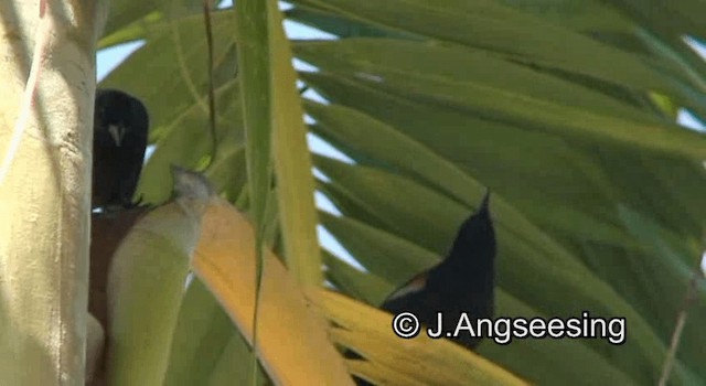 Petit Carouge - ML200879611