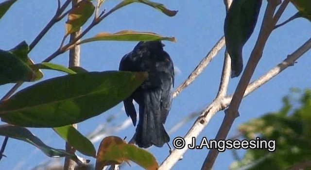 Tawny-shouldered Blackbird - ML200879631