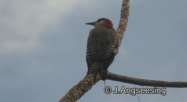 West Indian Woodpecker - ML200879641
