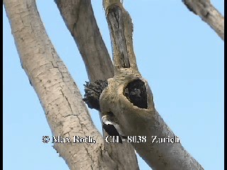 White Woodpecker - ML200879691