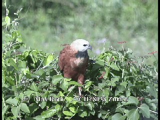 Black-collared Hawk - ML200879701