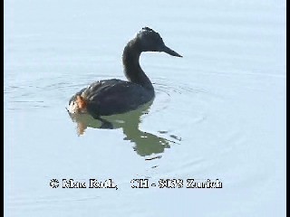 Great Grebe - ML200879811