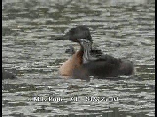 Great Grebe - ML200879821