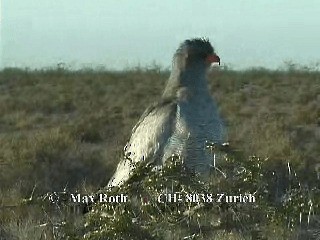 Gabar Goshawk - ML200879881