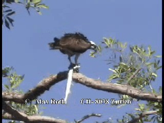 Osprey (American) - ML200879901