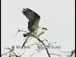 Osprey (American) - ML200879911