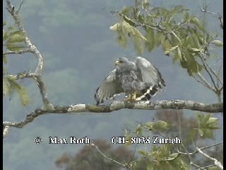Gray Hawk - ML200879931