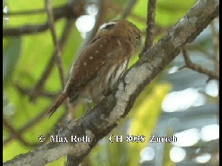 Ferruginous Pygmy-Owl (Ferruginous) - ML200879991